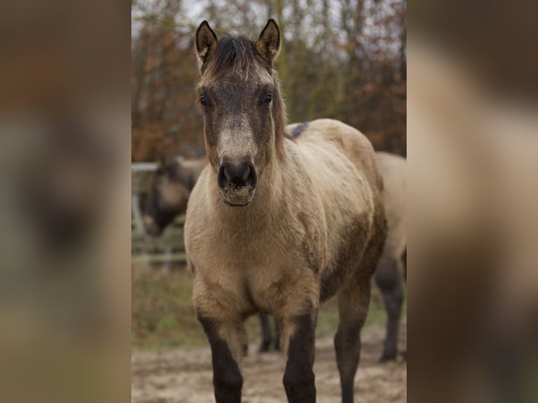 American Quarter Horse Giumenta 1 Anno Pelle di daino in Alt Duvenstedt