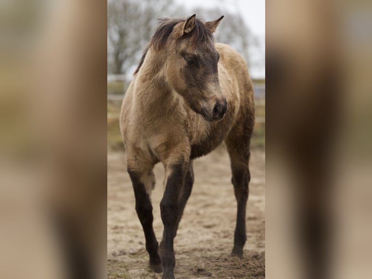 American Quarter Horse Giumenta 1 Anno Pelle di daino in Alt Duvenstedt