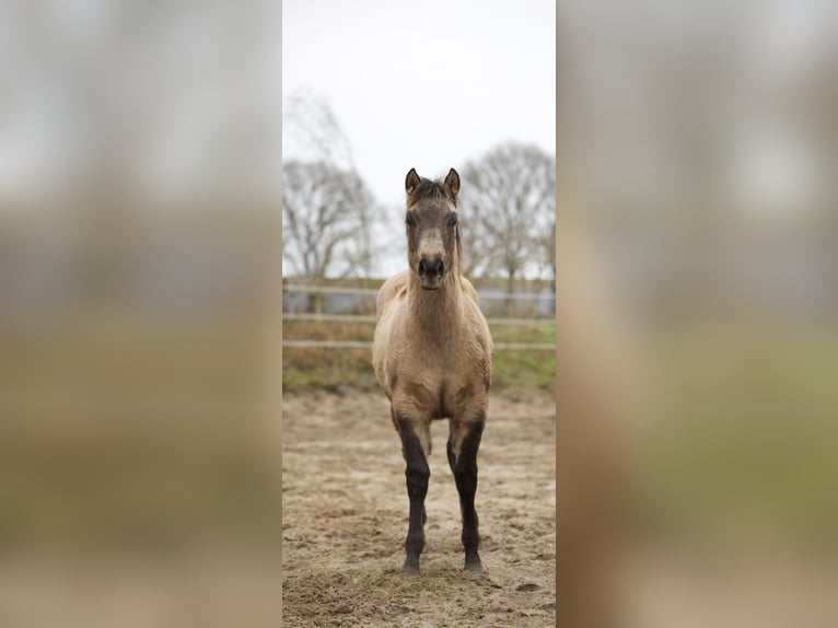 American Quarter Horse Giumenta 1 Anno Pelle di daino in Alt Duvenstedt