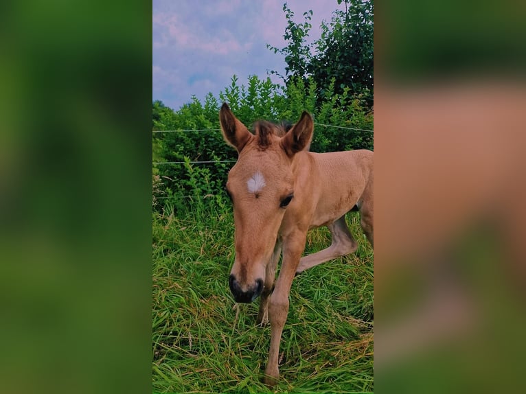 American Quarter Horse Giumenta 1 Anno Red dun in Rheinfelden