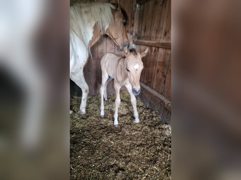 American Quarter Horse Giumenta 1 Anno Red dun in Rheinfelden