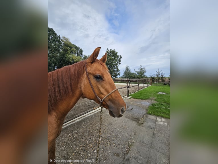 American Quarter Horse Giumenta 1 Anno Red dun in Wieringerwaard