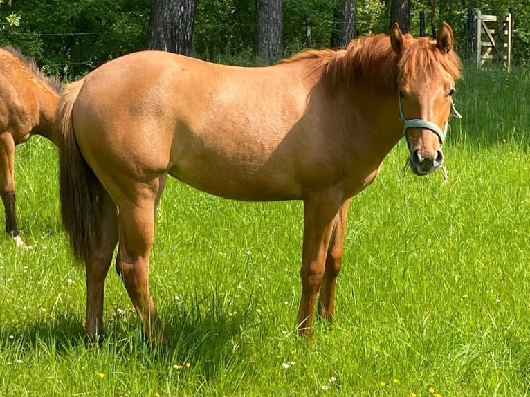 American Quarter Horse Giumenta 1 Anno Red dun in Vogelwaarde