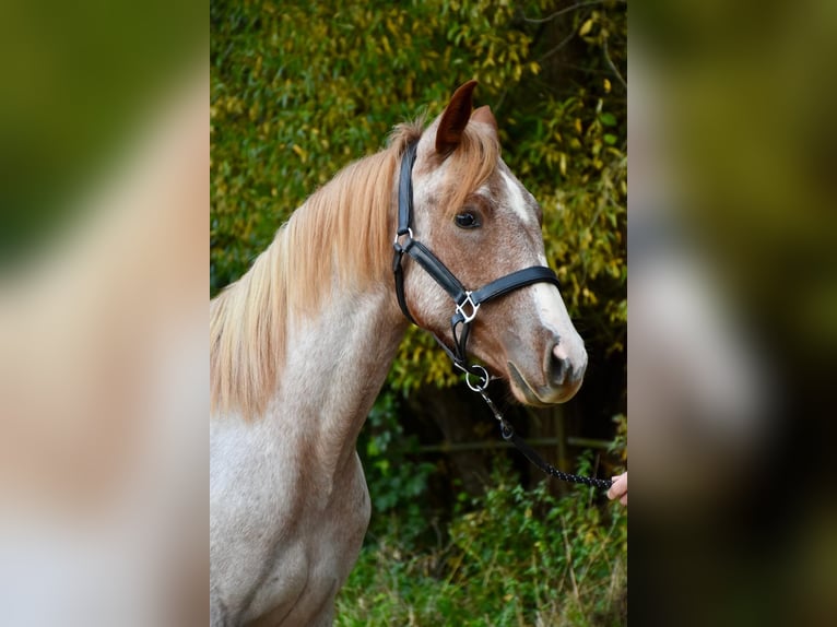 American Quarter Horse Giumenta 1 Anno Roano rosso in Bubach