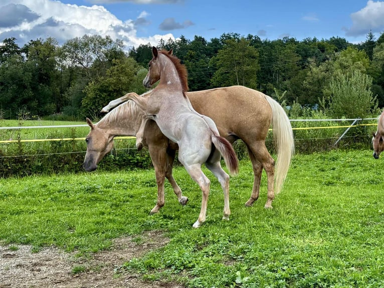 American Quarter Horse Giumenta 1 Anno Roano rosso in Ascha