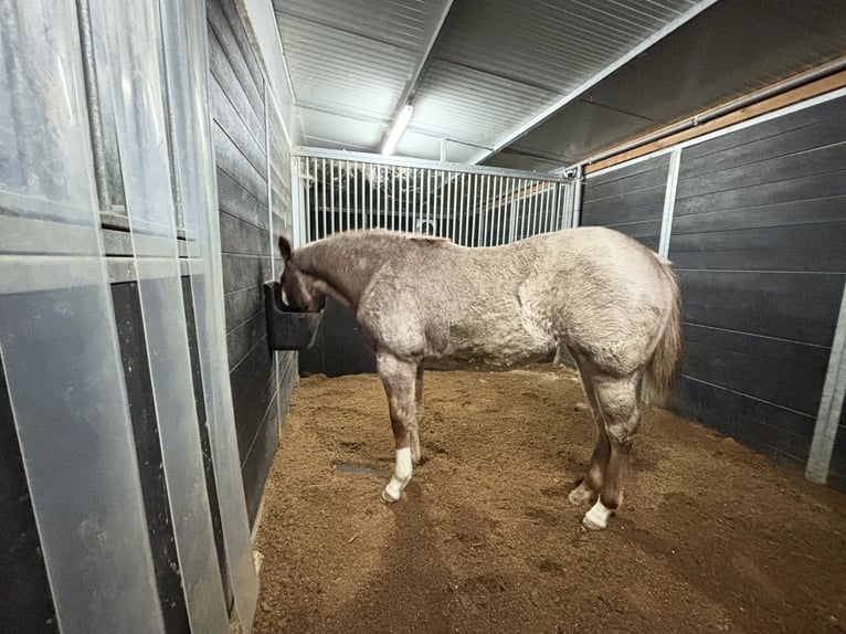American Quarter Horse Giumenta 1 Anno Roano rosso in Ascha