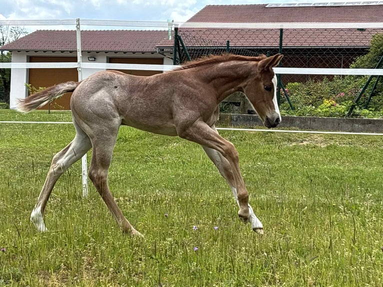 American Quarter Horse Giumenta 1 Anno Roano rosso in Ascha