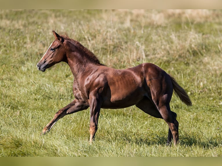 American Quarter Horse Giumenta 1 Anno Sauro in Dietenheim