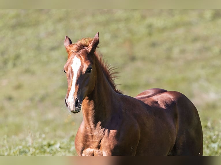 American Quarter Horse Giumenta 1 Anno Sauro in Dietenheim