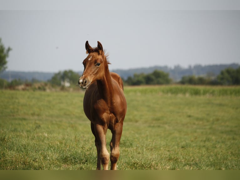 American Quarter Horse Giumenta 1 Anno Sauro in Helmenzen