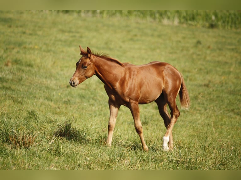 American Quarter Horse Giumenta 1 Anno Sauro in Helmenzen