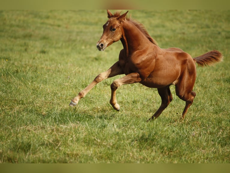 American Quarter Horse Giumenta 1 Anno Sauro in Helmenzen