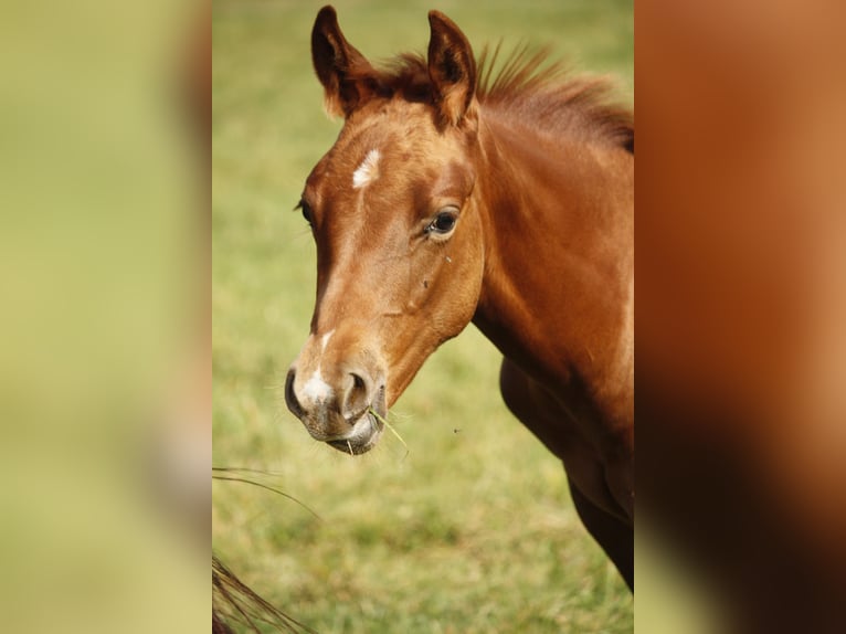 American Quarter Horse Giumenta 1 Anno Sauro in Helmenzen