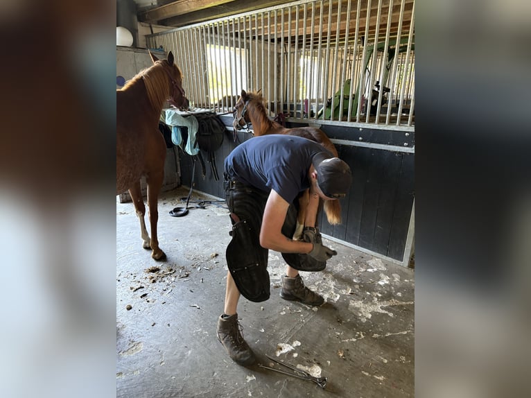 American Quarter Horse Giumenta 1 Anno Sauro in Haren