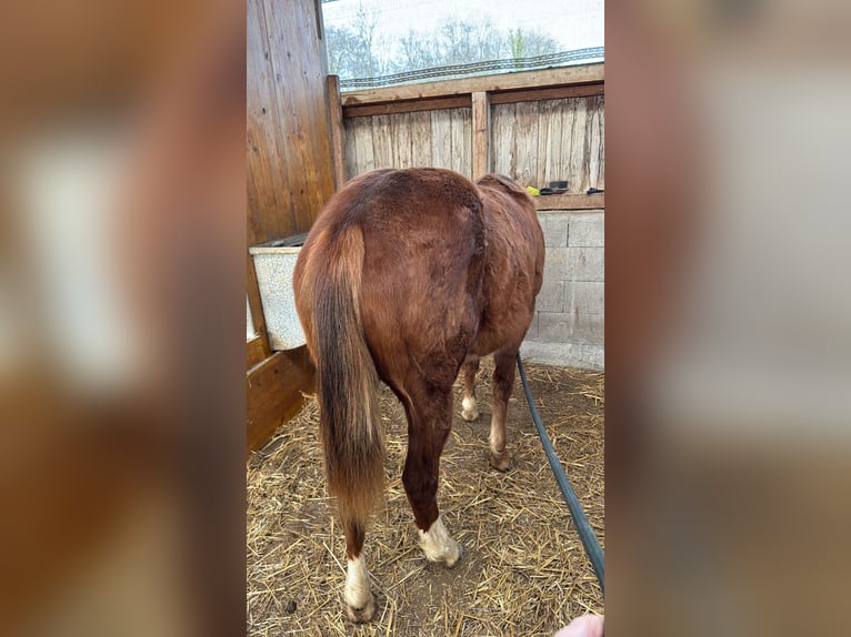 American Quarter Horse Giumenta 1 Anno Sauro in Mooslargue