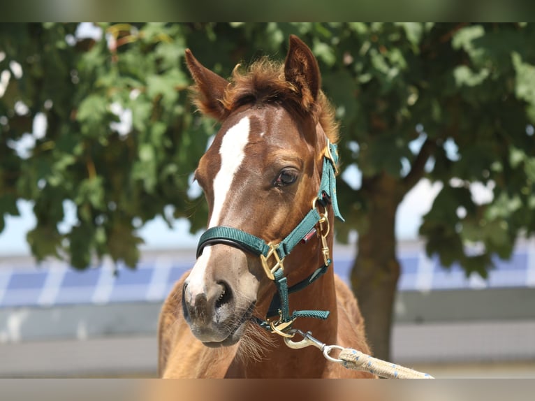 American Quarter Horse Giumenta 1 Anno Sauro in Mooslargue