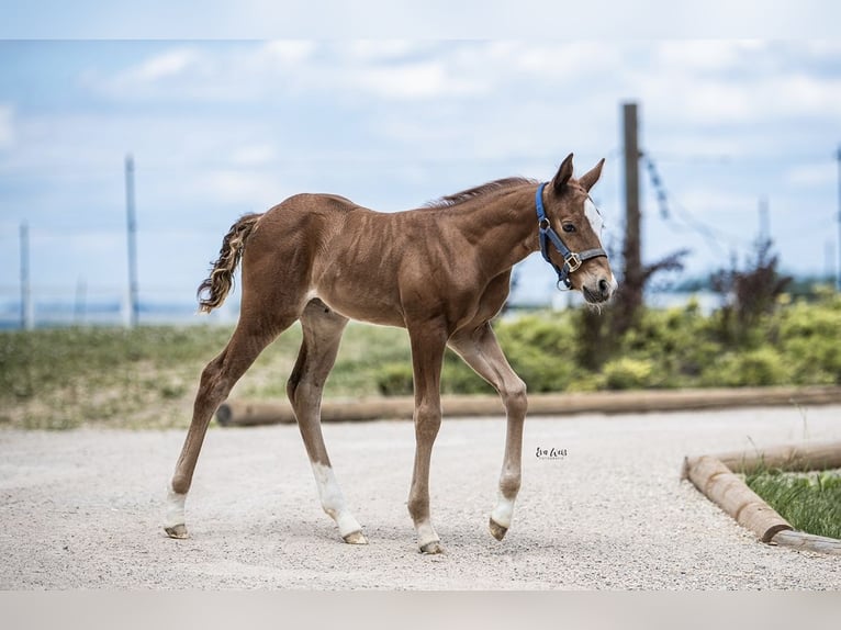 American Quarter Horse Giumenta 1 Anno Sauro in Weiden