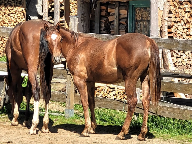 American Quarter Horse Giumenta 1 Anno Sauro in Pleystein  Lohma 11