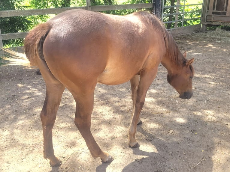 American Quarter Horse Giumenta 1 Anno Sauro in Pleystein  Lohma 11