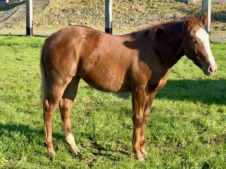 American Quarter Horse Giumenta 1 Anno Sauro in Obertaufkirchen