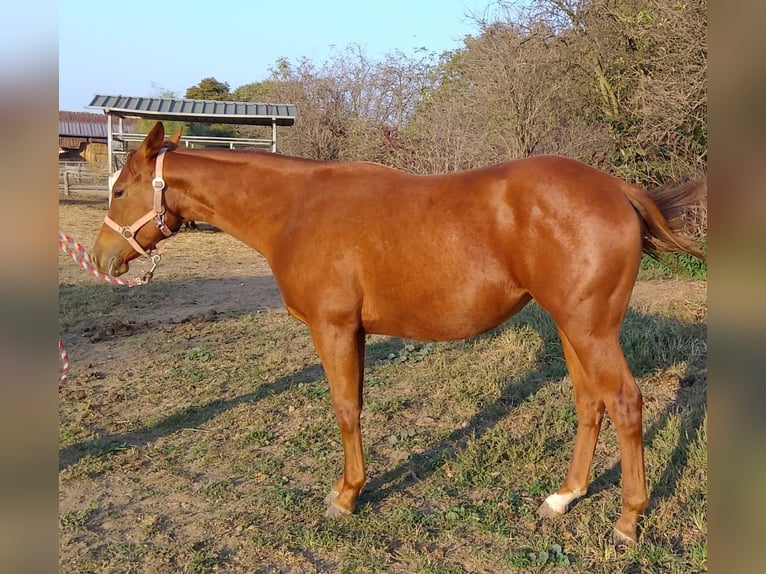 American Quarter Horse Giumenta 1 Anno Sauro in Fossano