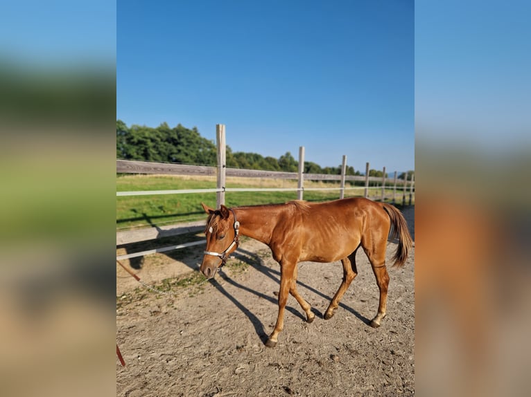 American Quarter Horse Giumenta 1 Anno Sauro scuro in Rheinfelden
