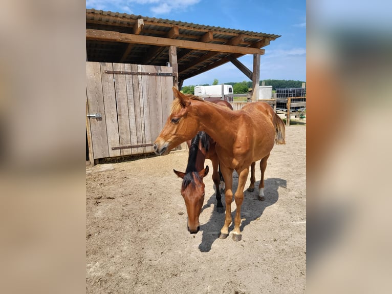 American Quarter Horse Giumenta 1 Anno Sauro scuro in Rheinfelden