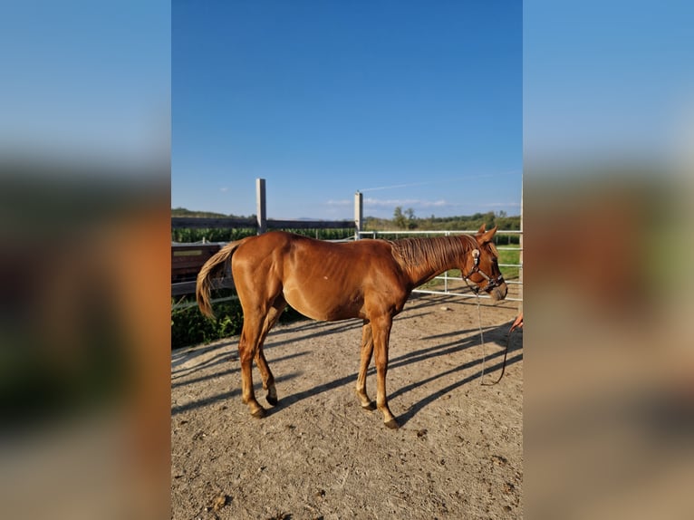 American Quarter Horse Giumenta 1 Anno Sauro scuro in Rheinfelden