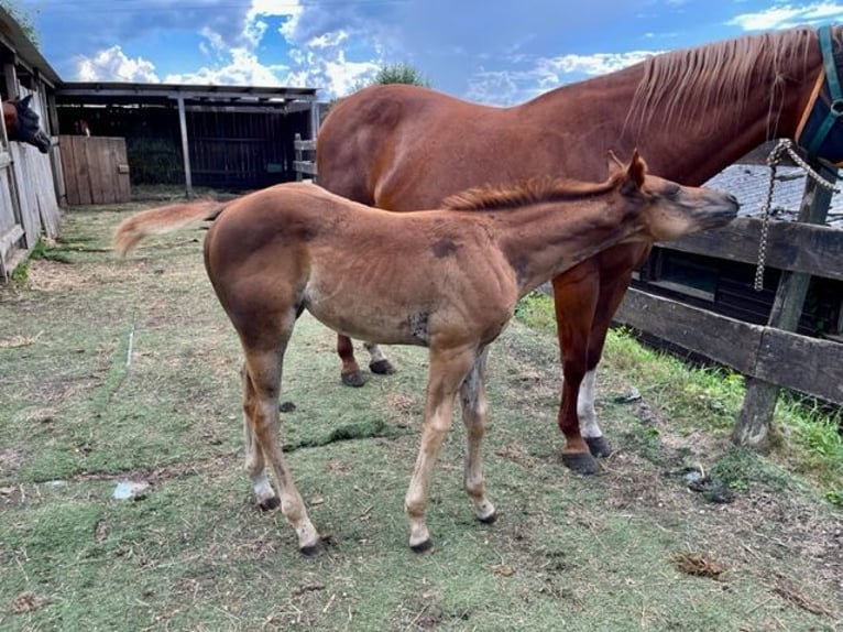 American Quarter Horse Giumenta 1 Anno Sauro scuro in Rheinfelden