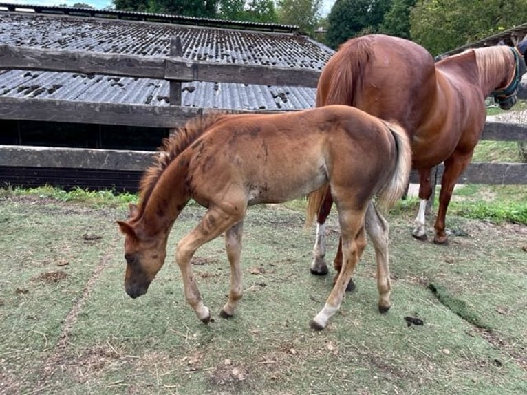 American Quarter Horse Giumenta 1 Anno Sauro scuro in Rheinfelden