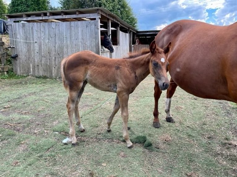 American Quarter Horse Giumenta 1 Anno Sauro scuro in Rheinfelden