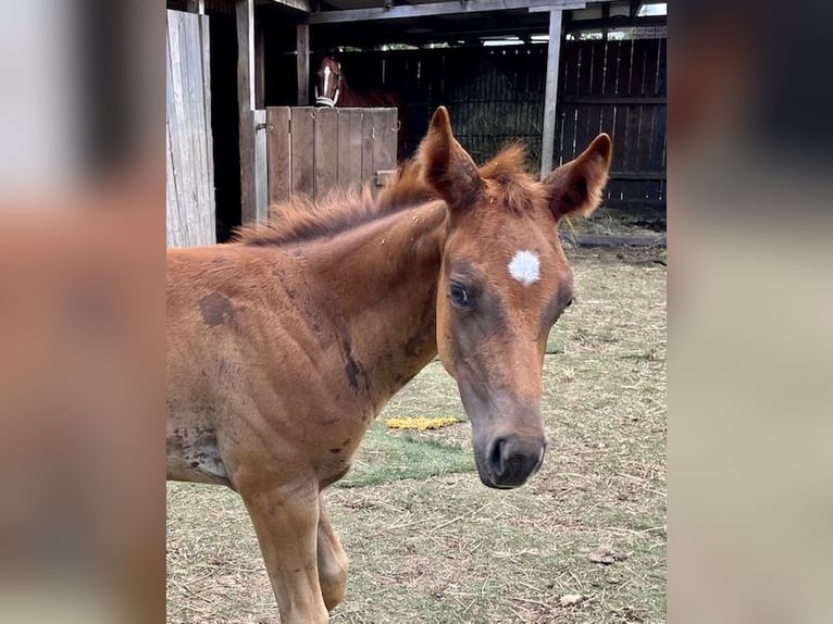 American Quarter Horse Giumenta 1 Anno Sauro scuro in Rheinfelden