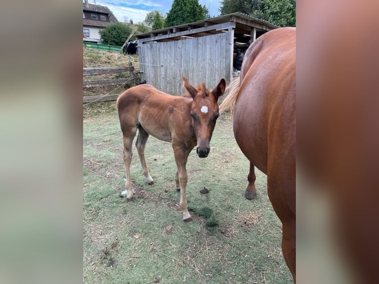 American Quarter Horse Giumenta 1 Anno Sauro scuro in Rheinfelden