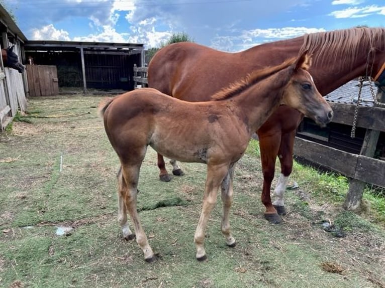 American Quarter Horse Giumenta 1 Anno Sauro scuro in Rheinfelden