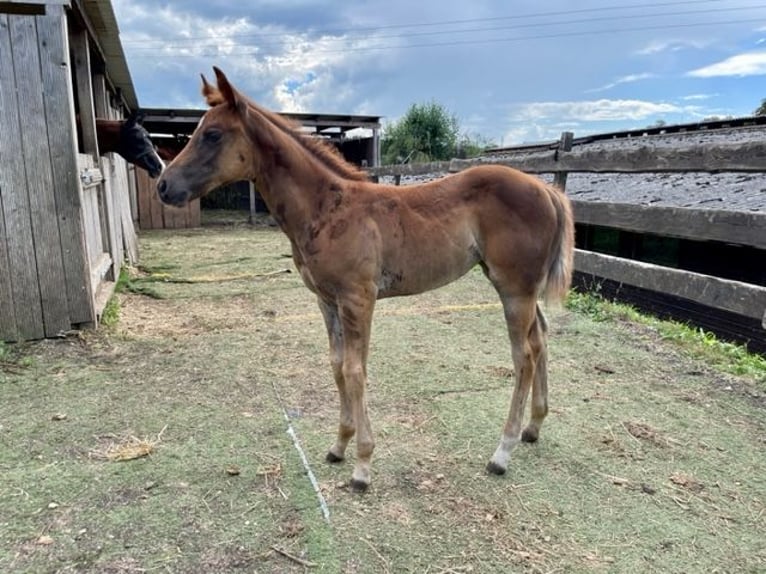 American Quarter Horse Giumenta 1 Anno Sauro scuro in Rheinfelden