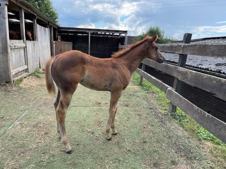 American Quarter Horse Giumenta 1 Anno Sauro scuro in Rheinfelden