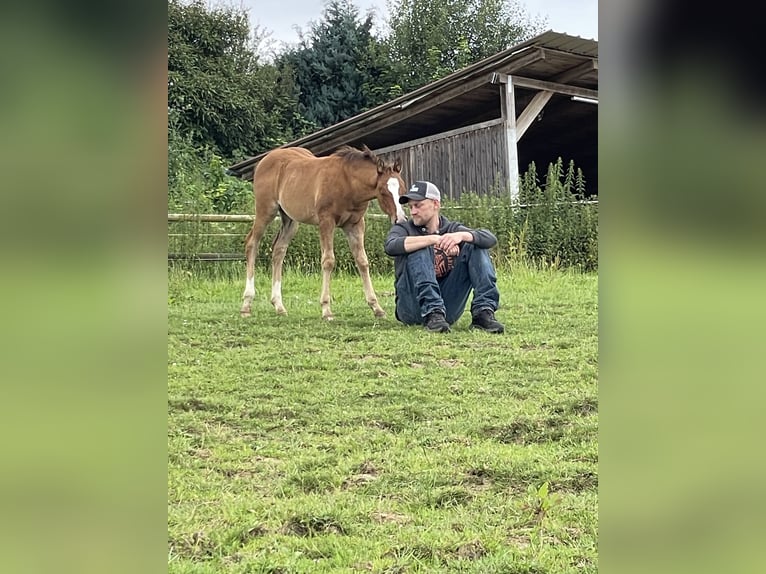 American Quarter Horse Giumenta 1 Anno Sauro scuro in Alfdorf