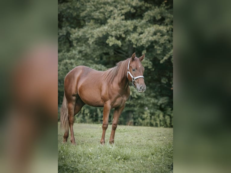 American Quarter Horse Giumenta 1 Anno Sauro scuro in Lindlar