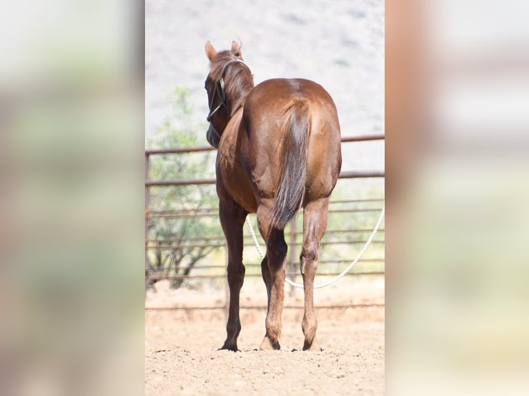 American Quarter Horse Giumenta 1 Anno Sauro scuro in Congress