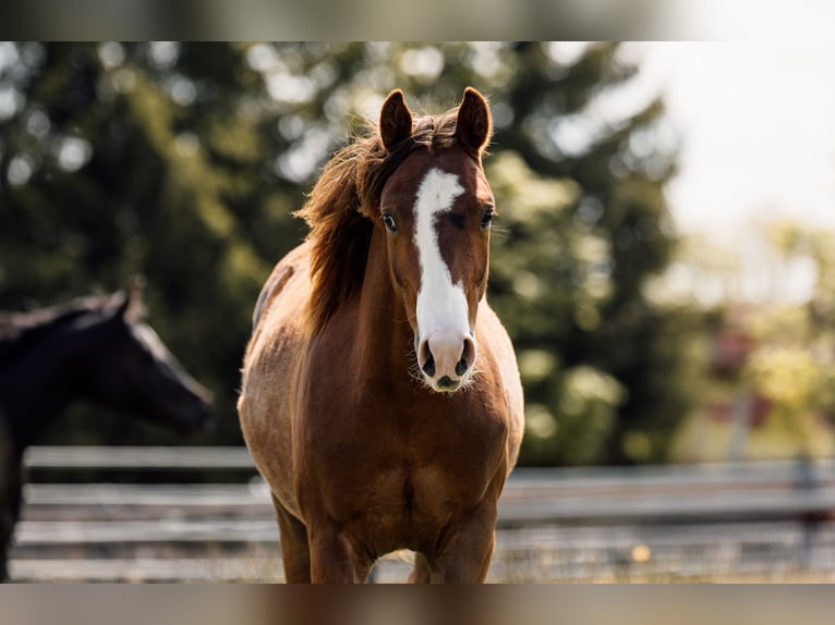 American Quarter Horse Giumenta 1 Anno Sauro scuro in Deining