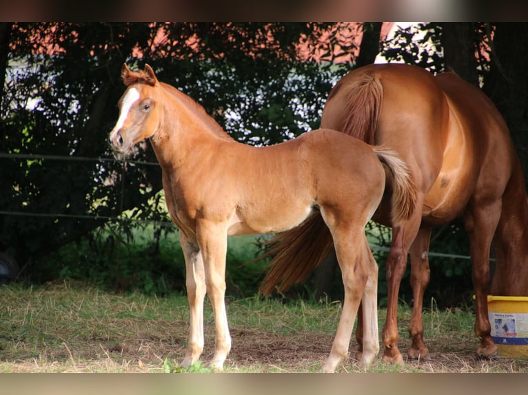 American Quarter Horse Giumenta 1 Anno Sauro scuro in Twistetal