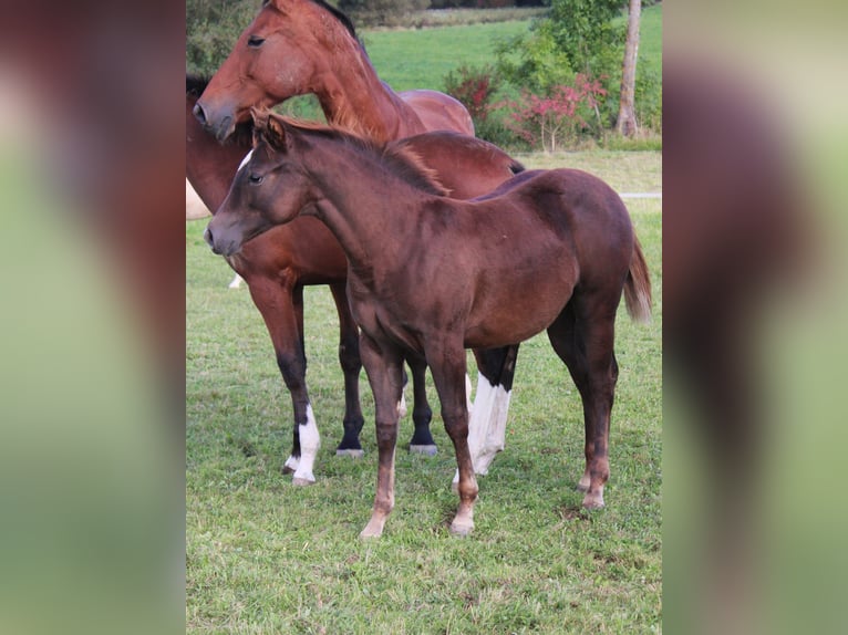 American Quarter Horse Giumenta 1 Anno Sauro scuro in Pleystein  Lohma 11a