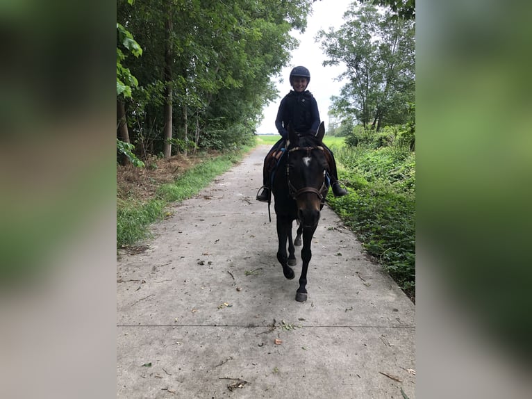 American Quarter Horse Giumenta 20 Anni 150 cm Baio scuro in Nieuw Beerta