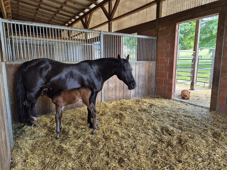 American Quarter Horse Giumenta 20 Anni 150 cm Morello in Mücke