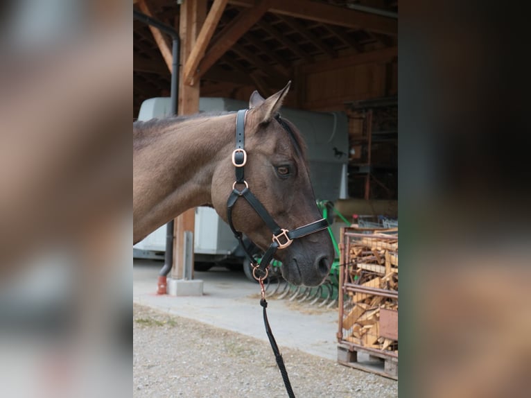 American Quarter Horse Giumenta 20 Anni 155 cm Grullo in Seekirchen
