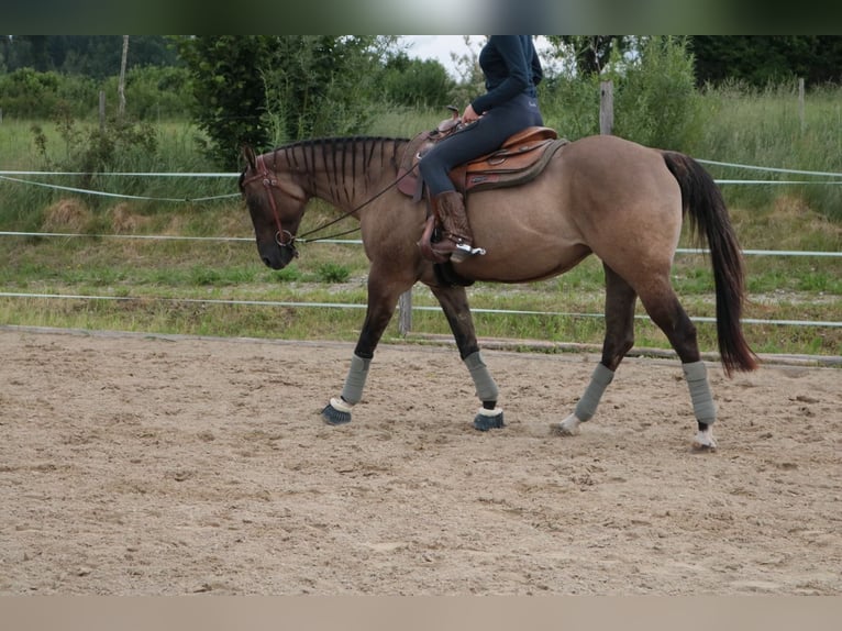 American Quarter Horse Giumenta 20 Anni 155 cm Grullo in Seekirchen