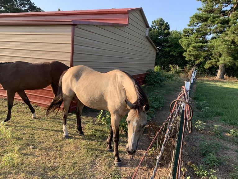 American Quarter Horse Giumenta 21 Anni 142 cm Pelle di daino in Lockesburg