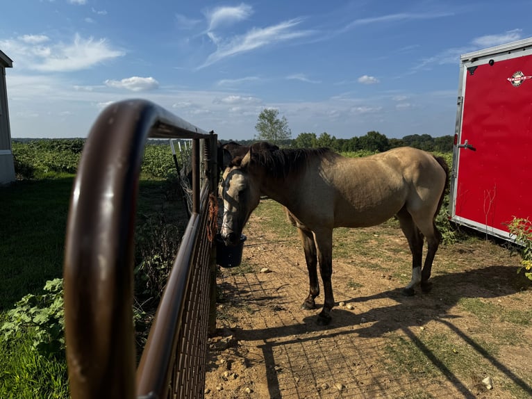 American Quarter Horse Giumenta 21 Anni 142 cm Pelle di daino in Lockesburg