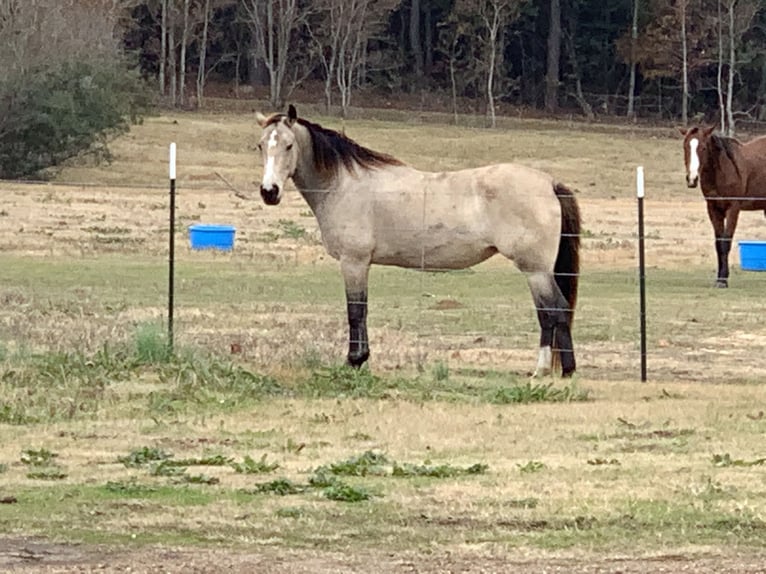 American Quarter Horse Giumenta 21 Anni 142 cm Pelle di daino in Lockesburg