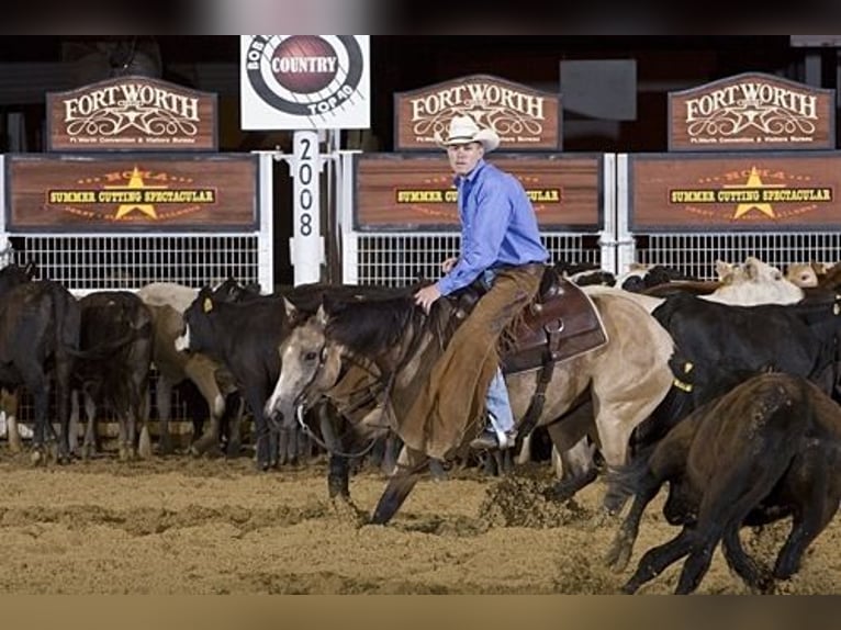 American Quarter Horse Giumenta 21 Anni 142 cm Pelle di daino in Lockesburg